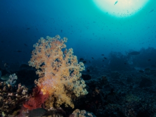 Soft & hard corals-Fiji