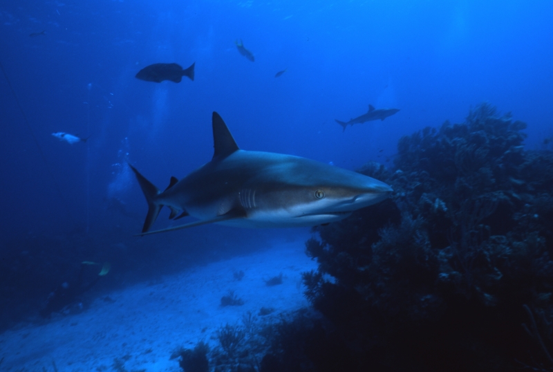 Blacktip sharks-Exumas