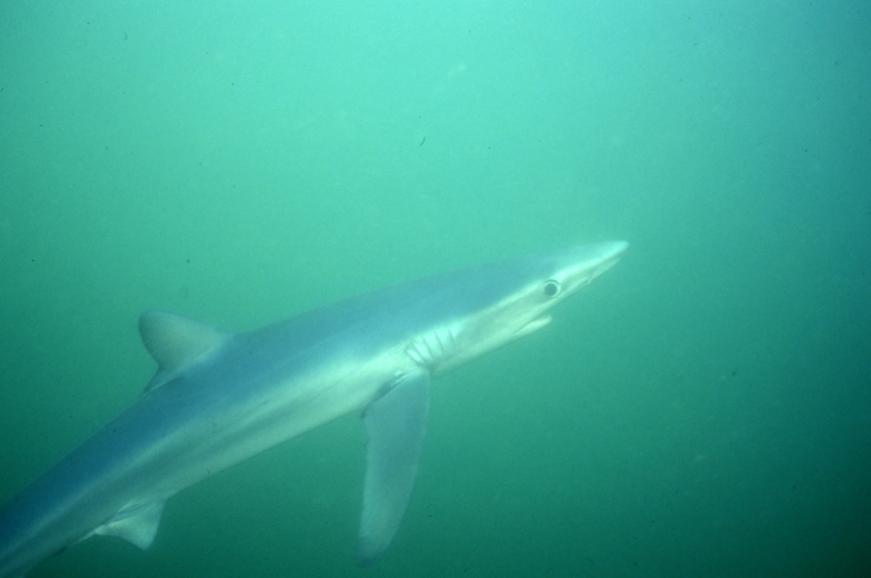Blue shark-Catalina Island