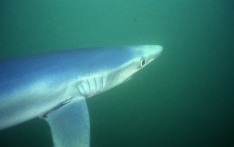 Blue shark-Catalina Island, California