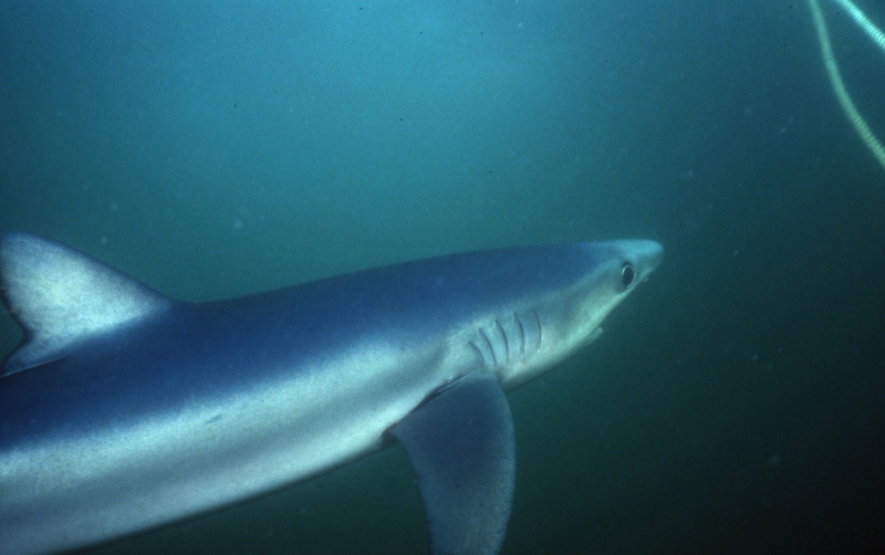 Blue shark-Catalina Island