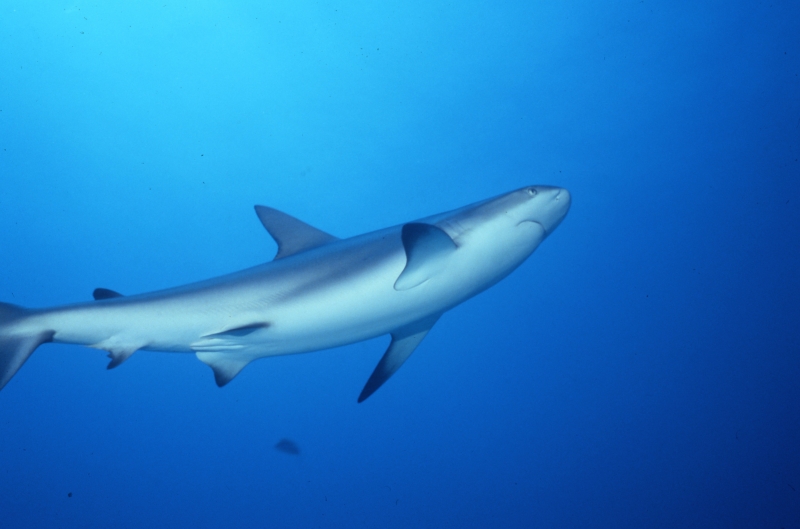 Caribbean reef shark-New Providence Island