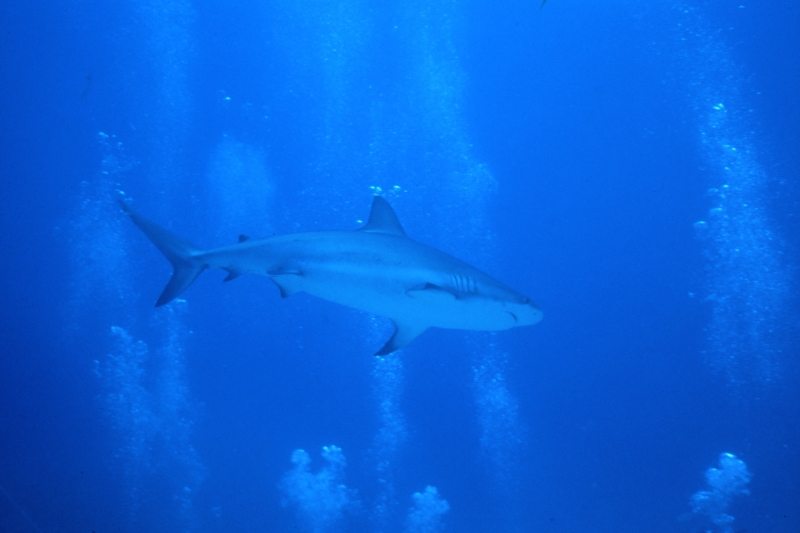 Caribbean reef shark and bubbles-Nassau