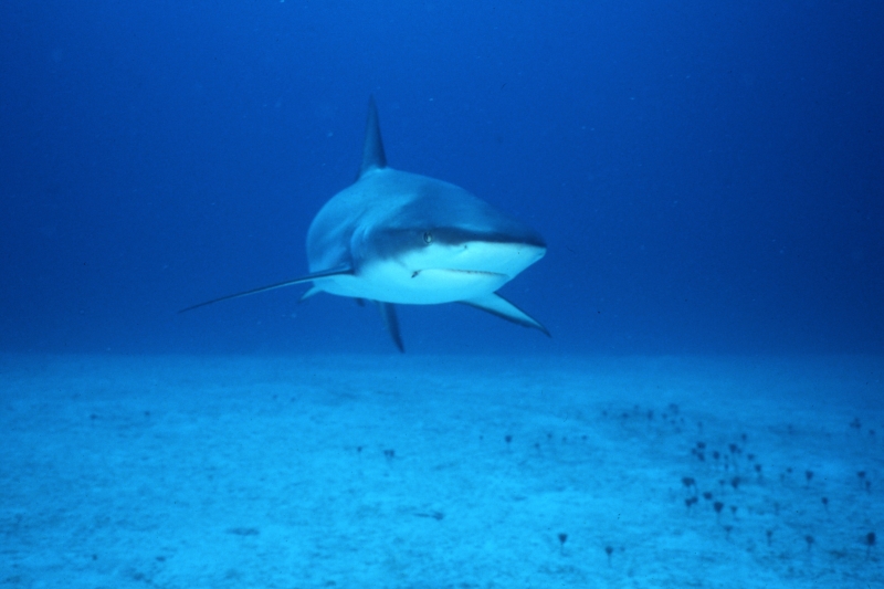 Caribbean reef shark approaching-Nassau