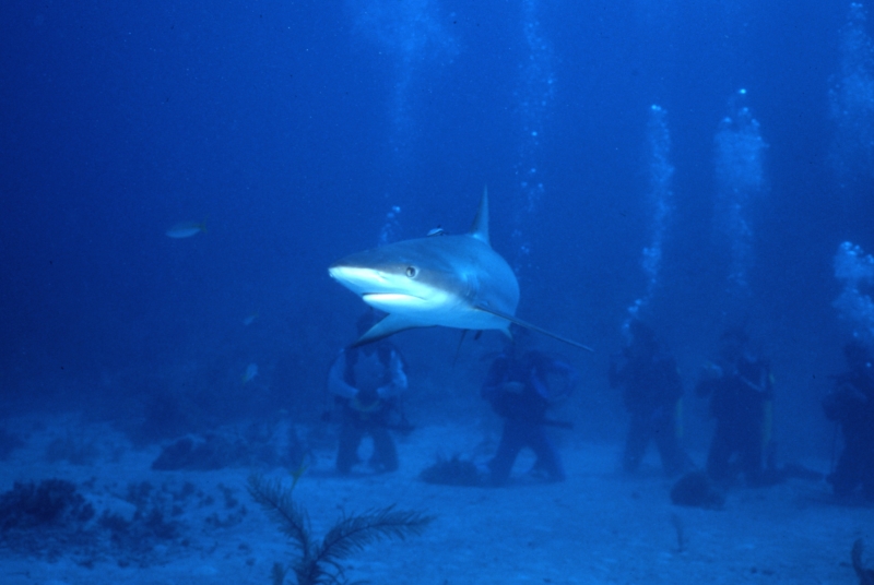 Caribbean reef shark & divers-New Providence Island