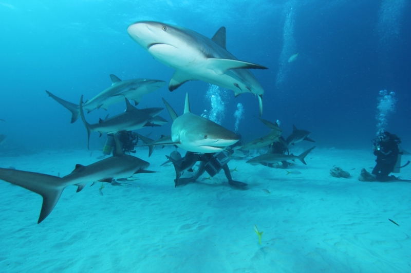 Caribbean reef shark feed 1-New Providence Island