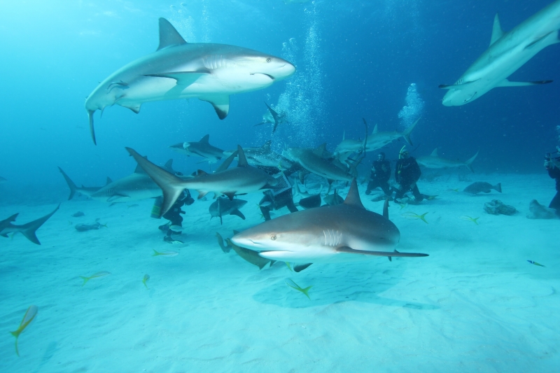 Caribbean reef shark feed 2 (dig)-New Providence Island