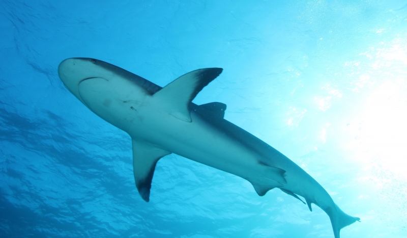 Caribbean reef shark from below 1 (dig)-New Providence Island