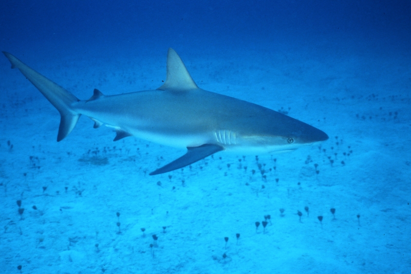 Caribbean reef shark over sand-Nassau