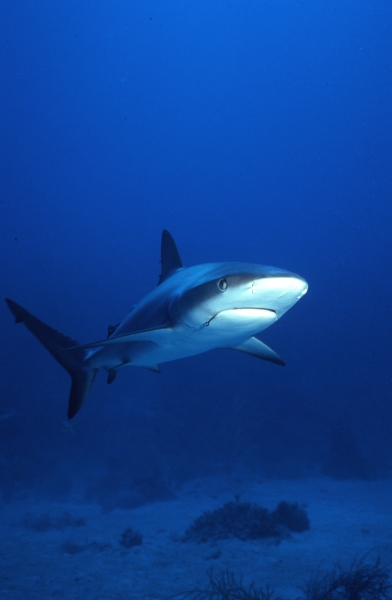 Caribbean reef shark with hook-New Providence Island