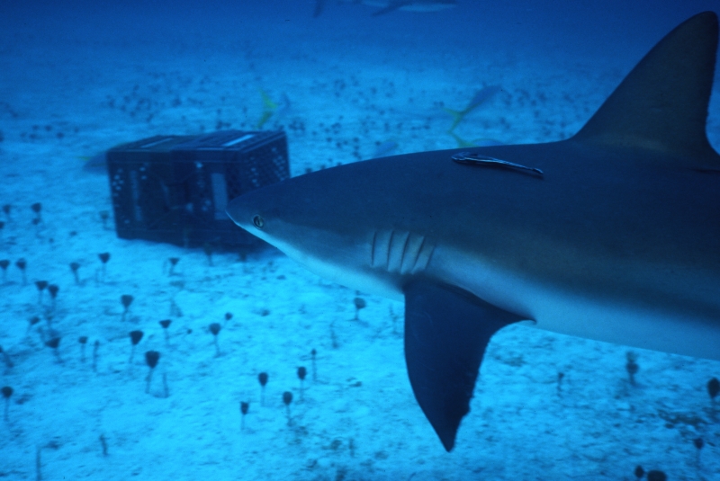 Caribbean reef shark with remora-New Providence, Bahamas