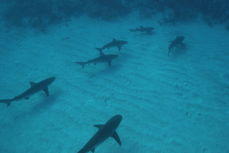 Caribbean reef sharks from above (dig)-New Providence Island