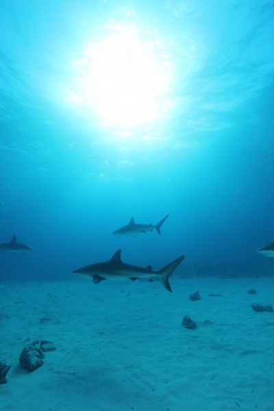 Caribbean reef sharks & sun 1 (dig)-New Providence Island