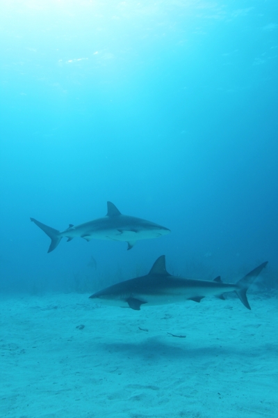 Caribbean reef sharks & sun 2 (dig)-New Providence Island