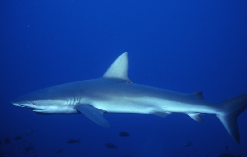 Galapagos shark-Wolf Island, Galapagos