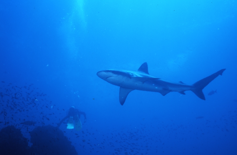Galapagos shark & diver-Wolf Island
