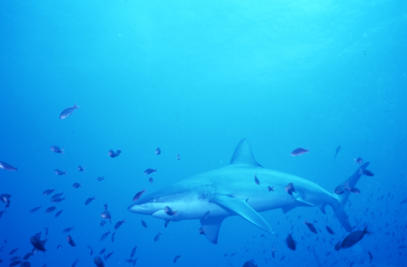 Galapagos shark & fish-Galapagos