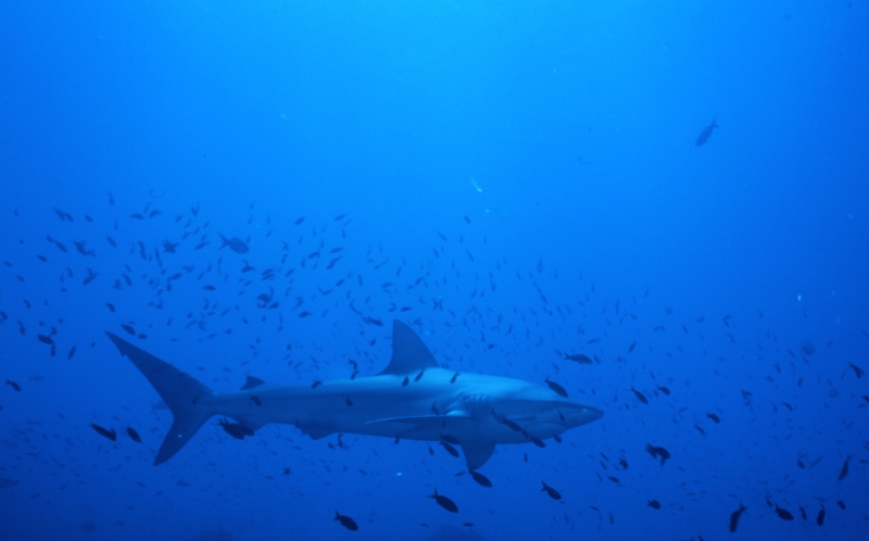 Galapagos shark with small fish-Wolf Island, Galapagos