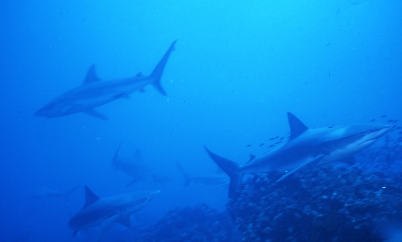 Galapagos sharks-Wolf Island, Galapapos