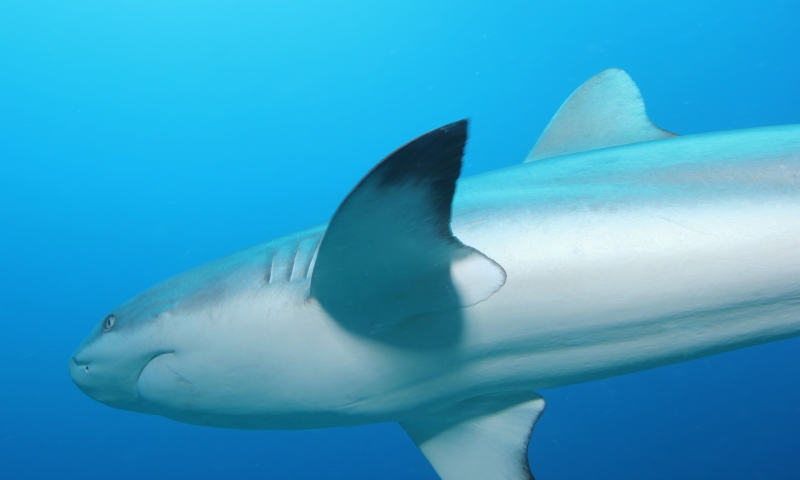 Gray reef shark close-up-Fiji