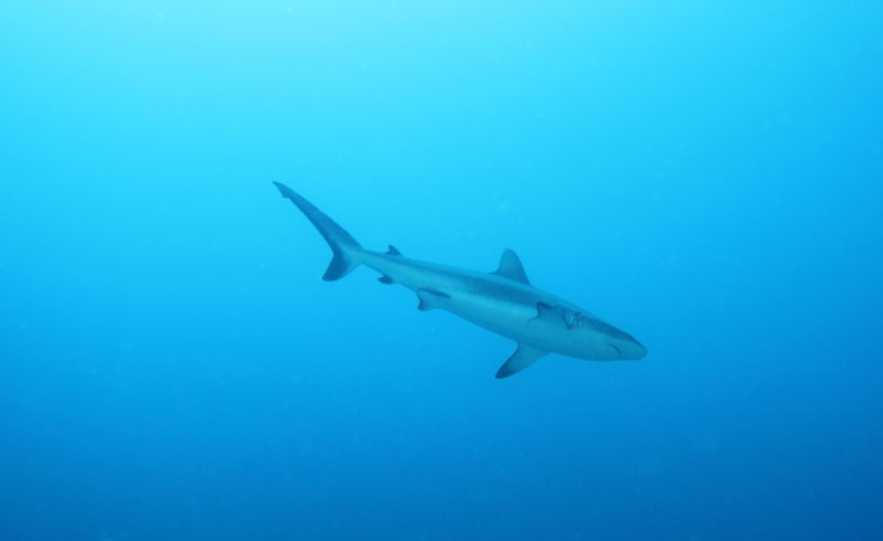 Gray reef shark departing (dig)-Fiji