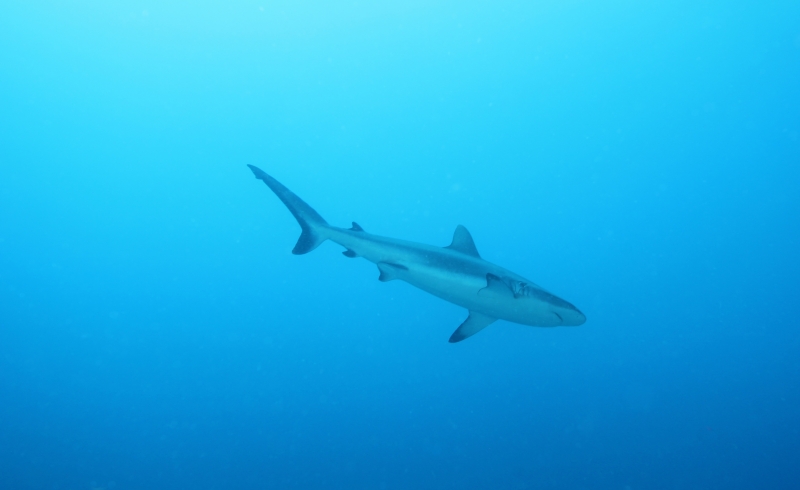 Gray reef shark departing-Fiji