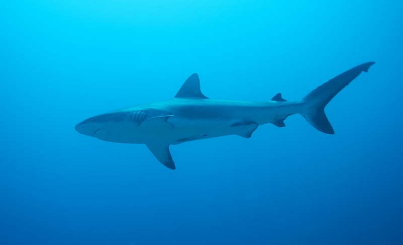 Gray reef shark (dig)-Fiji