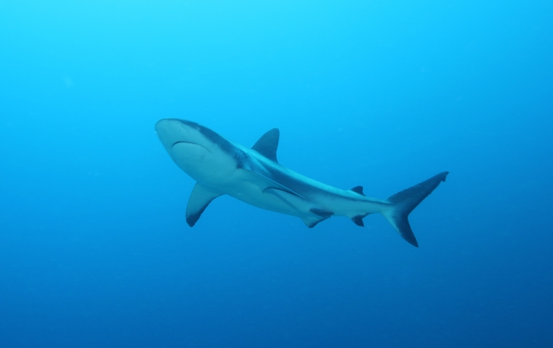 Gray reef shark-Nigali Passage, Fiji