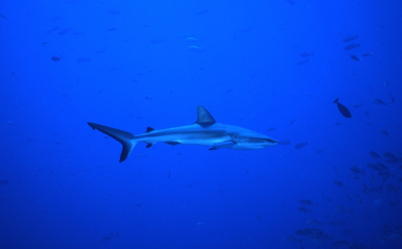 Gray reef shark & fish-Blue Corner, Palau
