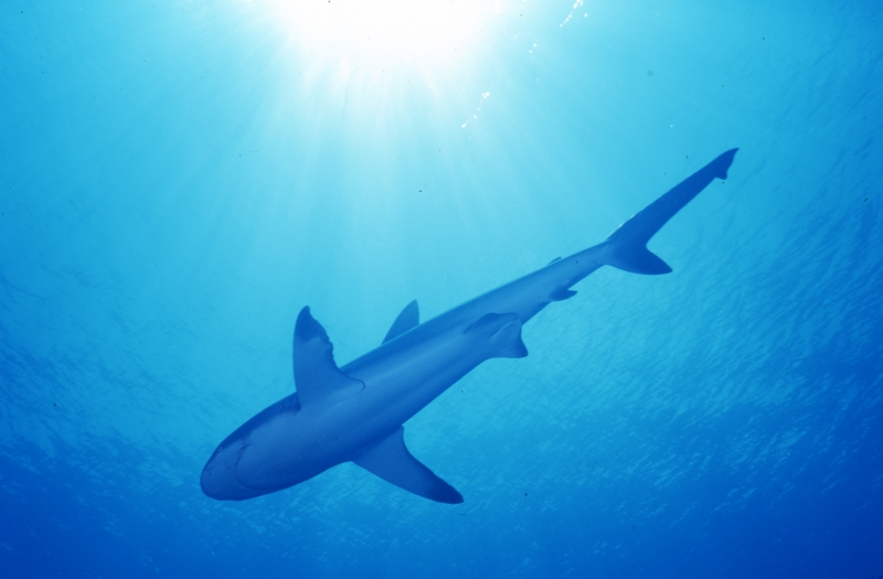 Gray reef shark & sun-Palau