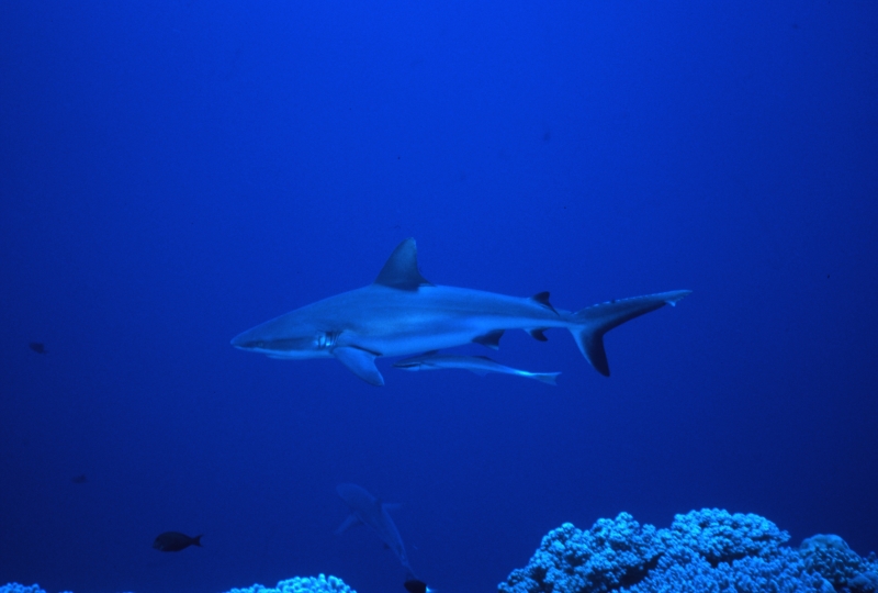 Gray reef shark with remora-Blue Corner, Palau