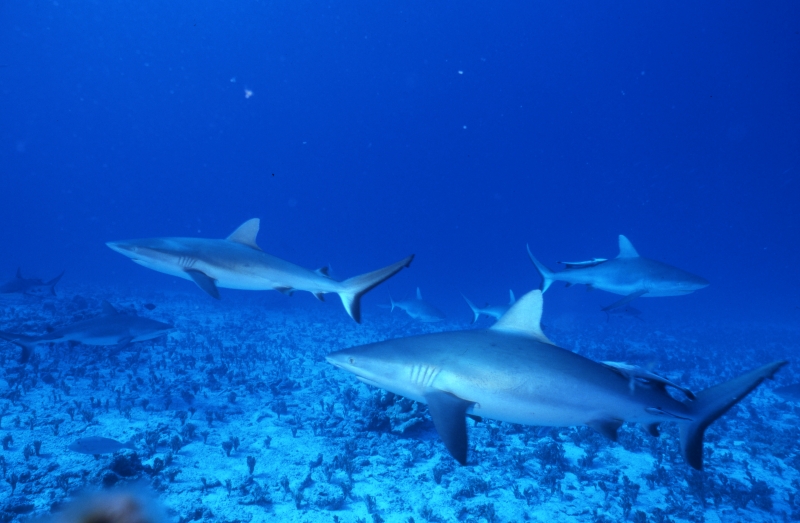 Gray reef sharks-Australia
