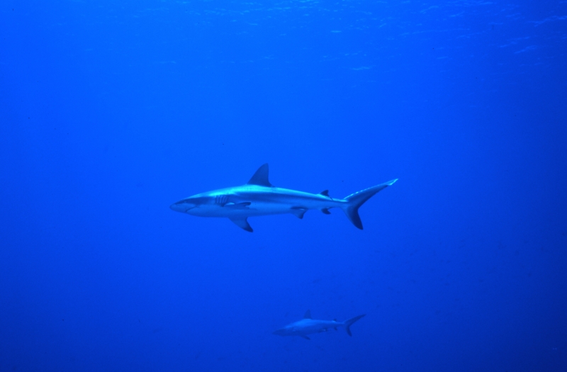 Gray reef sharks-Palau