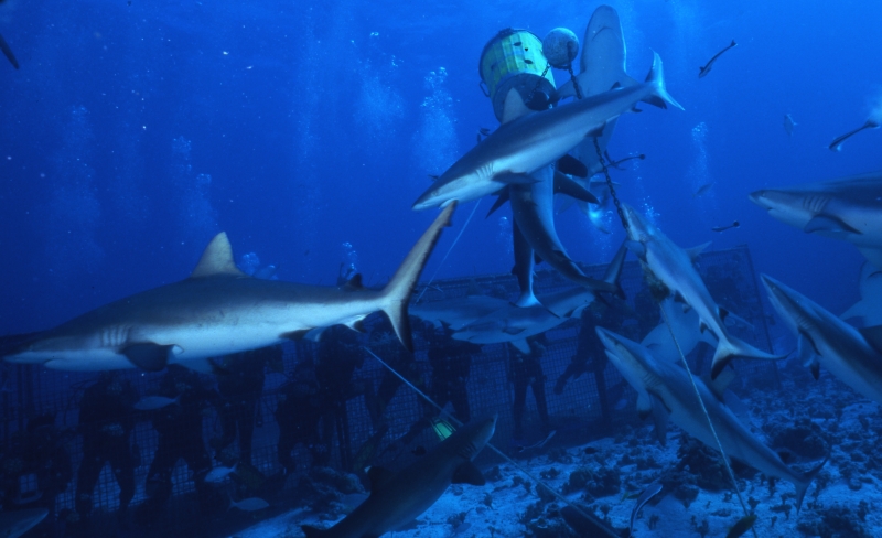 Gray reef sharks after bait ball-Coral Sea