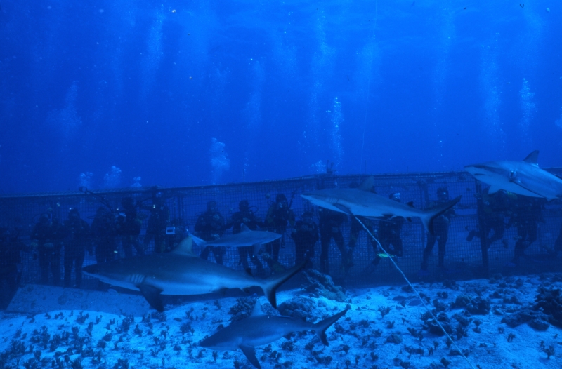 Gray reef sharks & divers in cage-Australia