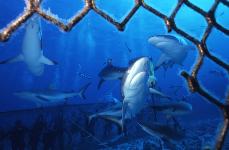 Gray reef sharks from inside cage-Coral Sea