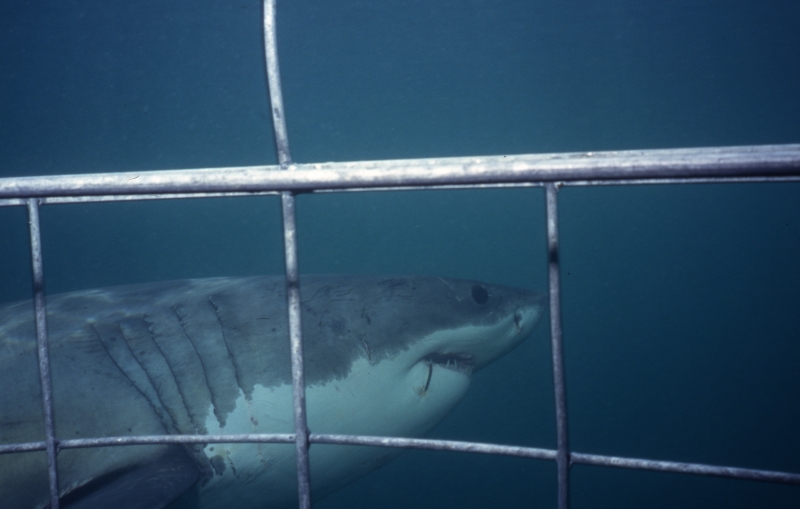 Great white shark by cage-Gansbaai