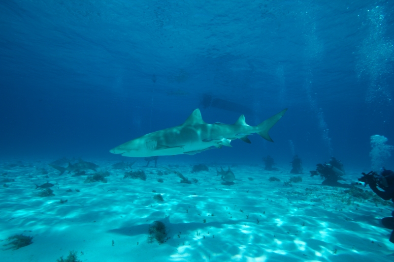 Lemon shark action 1 (dig)-Tiger Beach, Grand Bahama Island