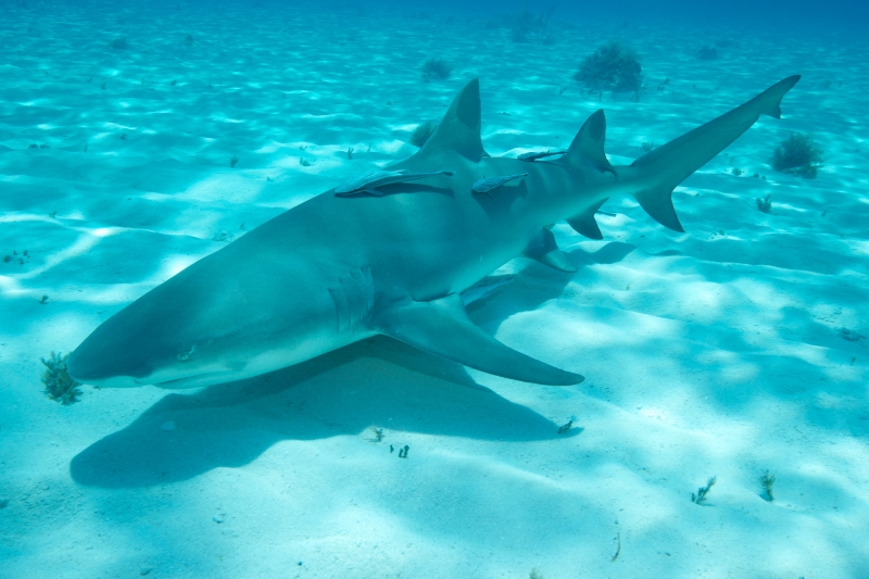 Lemon shark over sand 5 (dig)-Tiger Beach, Grand Bahama Island