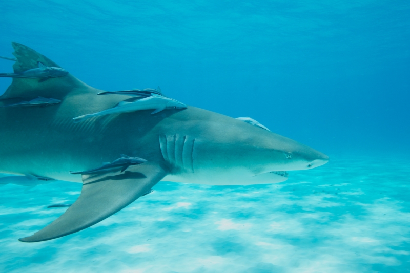 Lemon shark over sand 6 (dig)-Tiger Beach, Grand Bahama Island