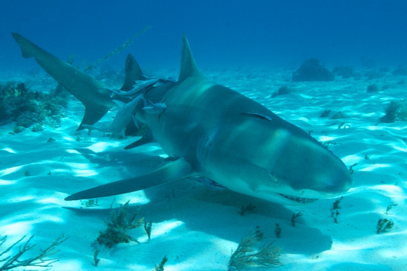 Lemon shark over sand 8 (dig)-Tiger Beach, Grand Bahama Island