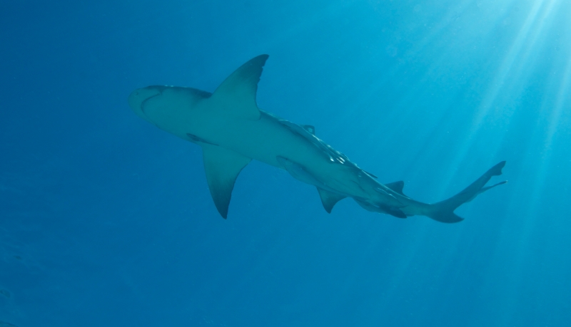 Lemon shark & sun rays (dig)-Tiger Beach, Grand Bahama Island