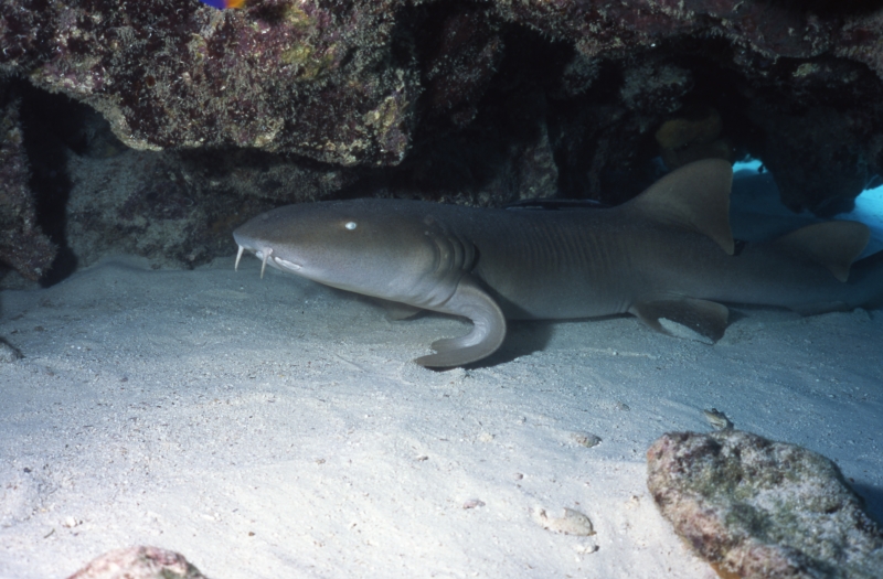 Nurse shark with pectoral fins curled-Exumas