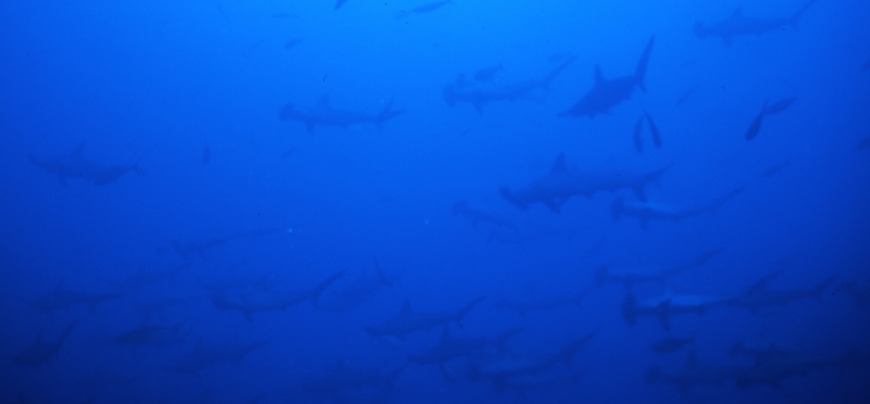 Scalloped hammerhead sharks schooling-Cocos Island