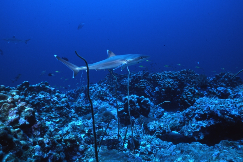Silvertip shark-Burma Banks