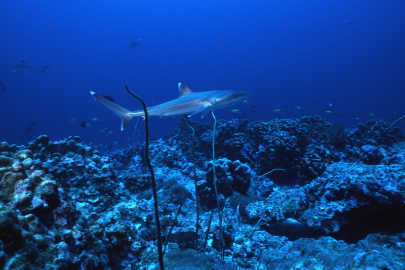 Silvertip shark-Burma Banks