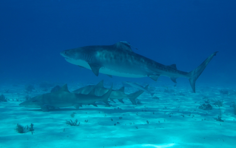 Tiger & Lemon sharks 1 (dig)-Tiger Beach, Grand Bahama Island