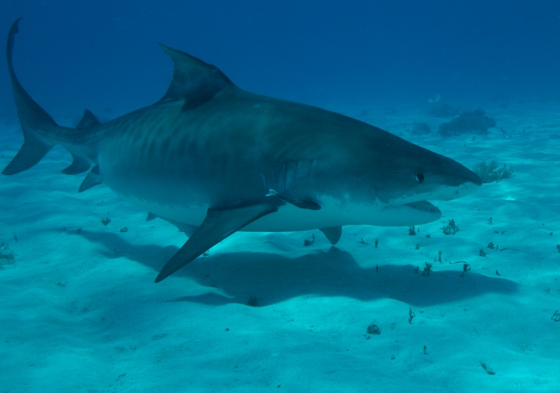 Tiger shark 1 (dig)-Tiger Beach, Grand Bahama Island