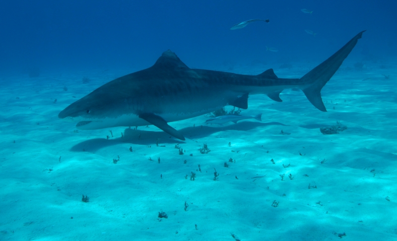 Tiger shark 10 (dig)-Tiger Beach, Grand Bahama Island