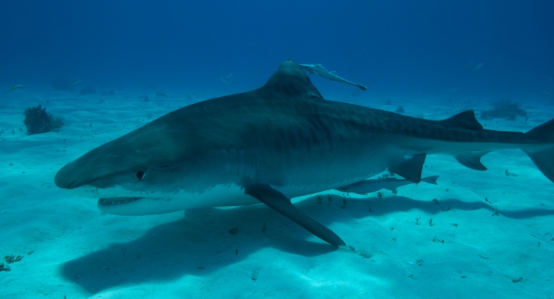 Tiger shark 11 (dig)-Tiger Beach, Grand Bahama Island